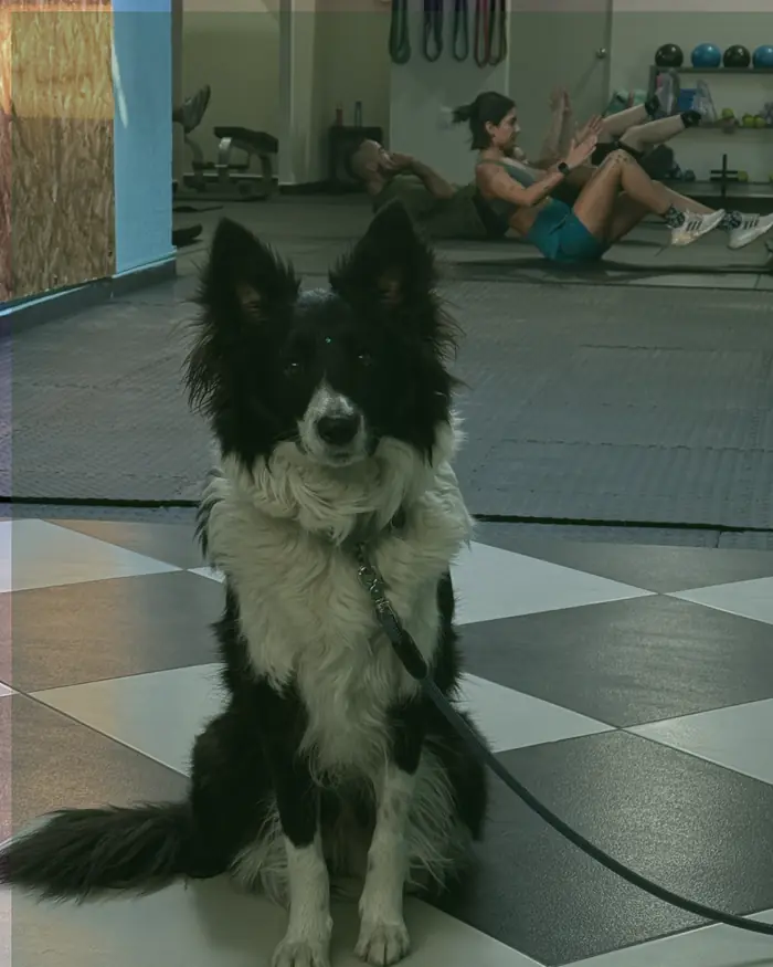 Perro border collie sentado en el piso de SYBA durante una clase