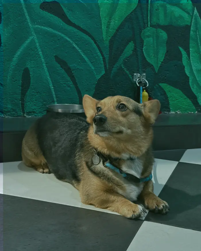 Perro corgi descansando junto al mural de hojas de SYBA